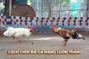 Bí Quyết Chơi Đá Gà Sabong 77Ball Thắng Lớn Từ Cao Thủ