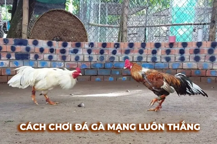 Bí Quyết Chơi Đá Gà Sabong 77Ball Thắng Lớn Từ Cao Thủ