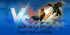 Hướng Dẫn Chơi Đá Gà WS168 77Ball Chi Tiết Cho Người Mới
