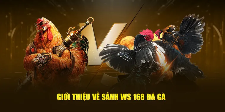 Hướng Dẫn Chơi Đá Gà WS168 77Ball Chi Tiết Cho Người Mới